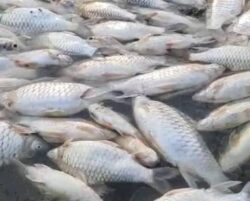 Tauke Terduduk Ratusan Ikan Kerai Mati Kosmo Digital