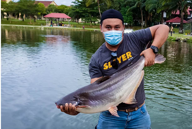 Beradu Tenaga Tawan Patin Mekong Kosmo Digital