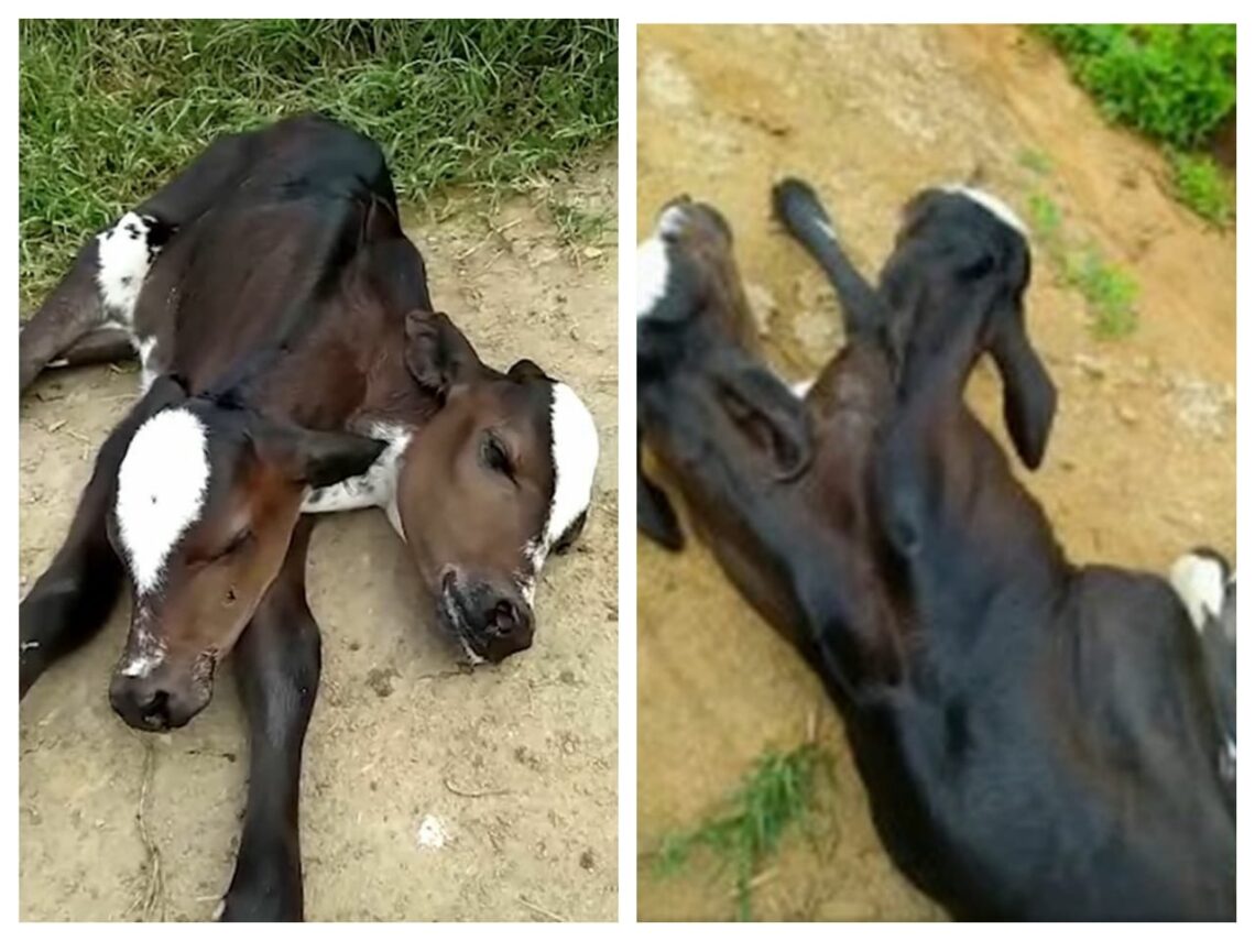 Anak lembu berkepala dua lahir di Brazil 