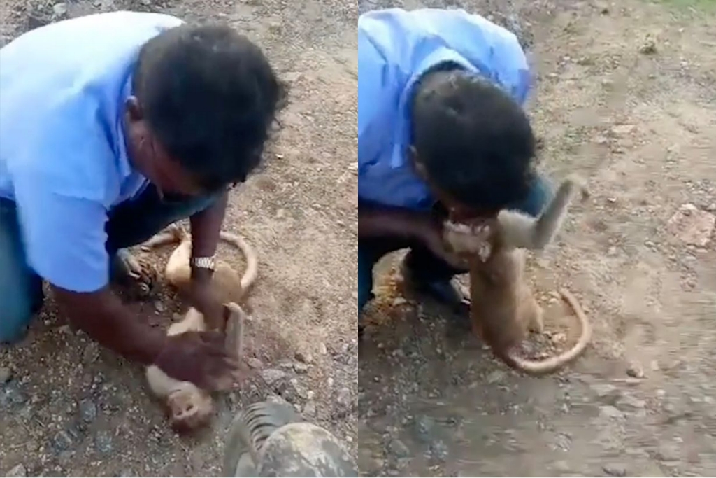 Pria memberikan pernapasan mulut ke mulut kepada monyet