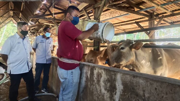 Potensi besar penternakan lembu hibrid di Perlis - Kosmo Digital