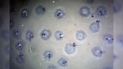 Ilmuwan telah menemukan koloni 60 juta ikan di lautan es