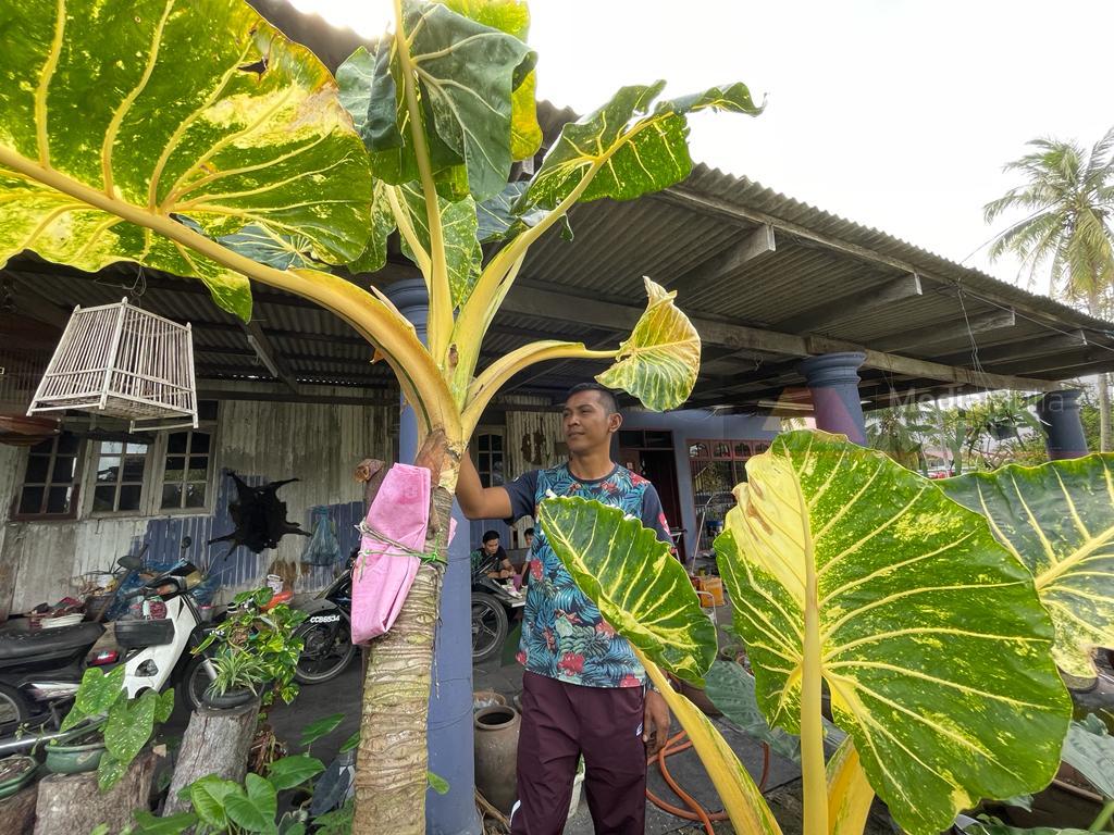 Kelantan man turns his rm80 yam tree into one that's now worth rm100,000