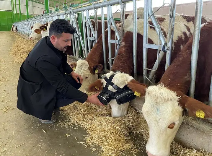 Petani memakai kacamata realitas virtual pada sapi