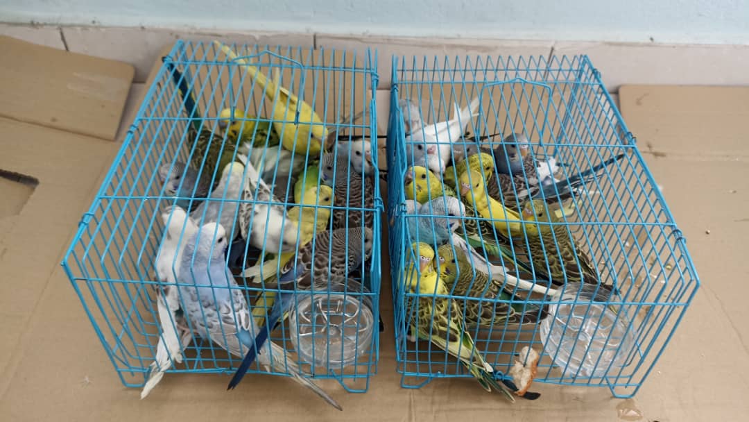 Burung budgie new arrivals