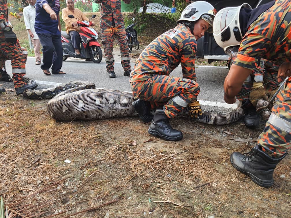 Ular Sawa 'Kekenyangan' Lepas Baham Kambing. ADA VIDEO