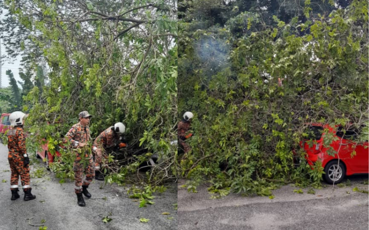 Lima kenderaan rosak dihempap pokok - Kosmo Digital