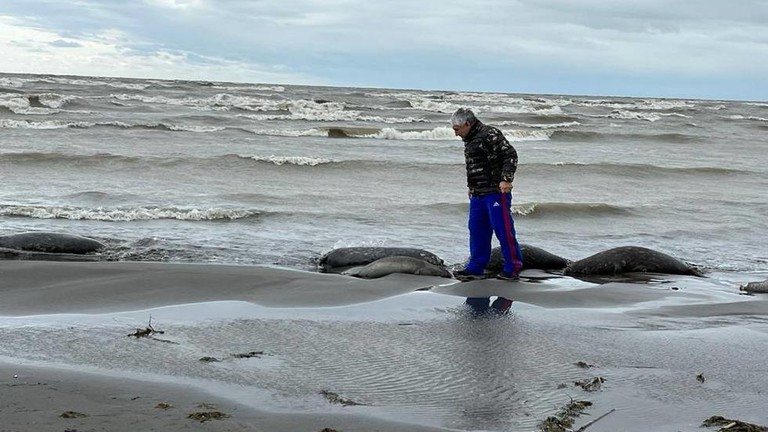 Ribuan anjing laut mati hanyut ke pantai Russia