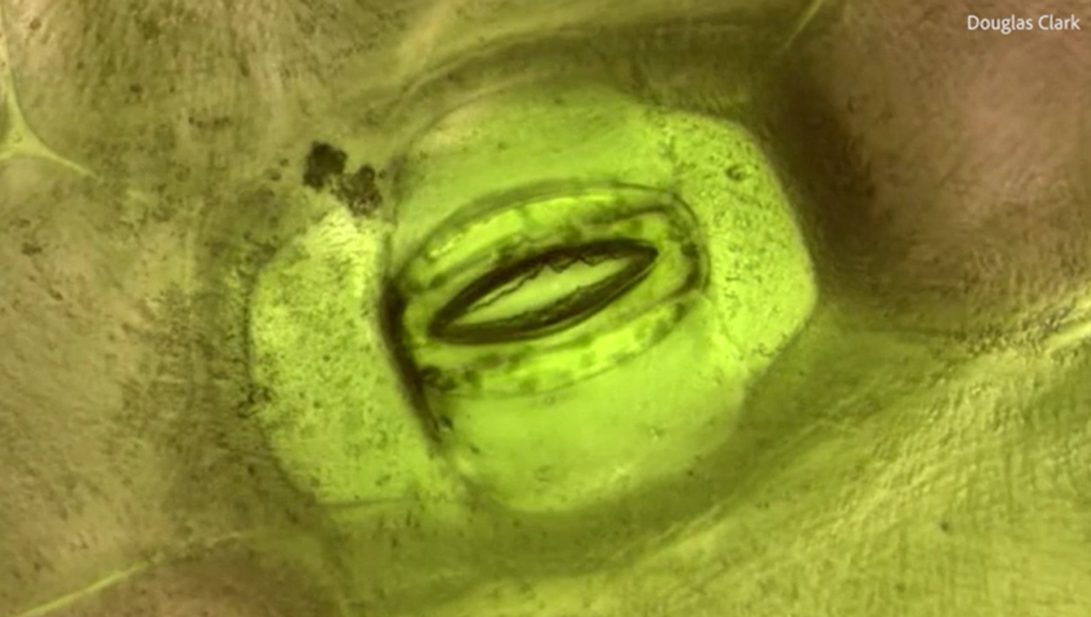 gambar stoma tumbuhan bernafas