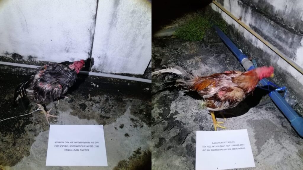 19 lelaki ditahan ketika sedang bersabung ayam di hadapan rumah mereka 2 WhatsApp Image 2023 03 04 at 15.08.02