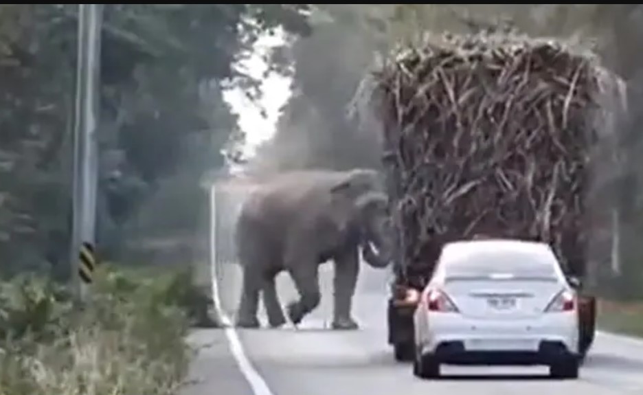 Gajah ‘kutip tol’, tahan lori bawa tebu
