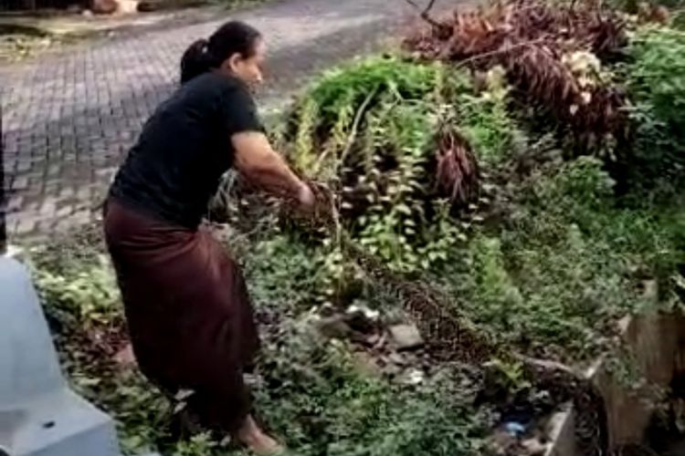 Wanita selamba tangkap ular sawa 3 meter dengan tangan