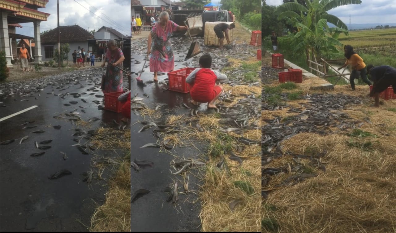 Penduduk bantu kutip ribuan ikan keli bertaburan atas jalan