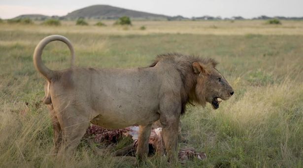 Loonkiito singa tertua di dunia mati terkena tusukan lembing