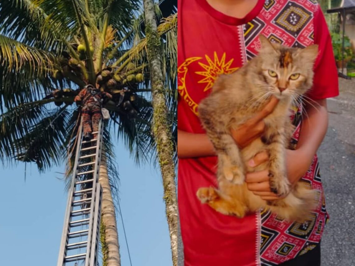 Bomba selamatkan kucing atas pokok kelapa - Kosmo Digital