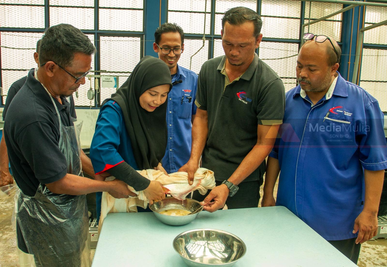 Benih patin dijangka stabil Oktober ini