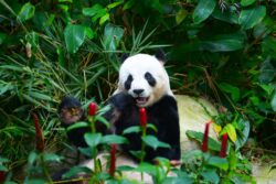 Malaysia bakal terima pasangan baharu Giant Panda