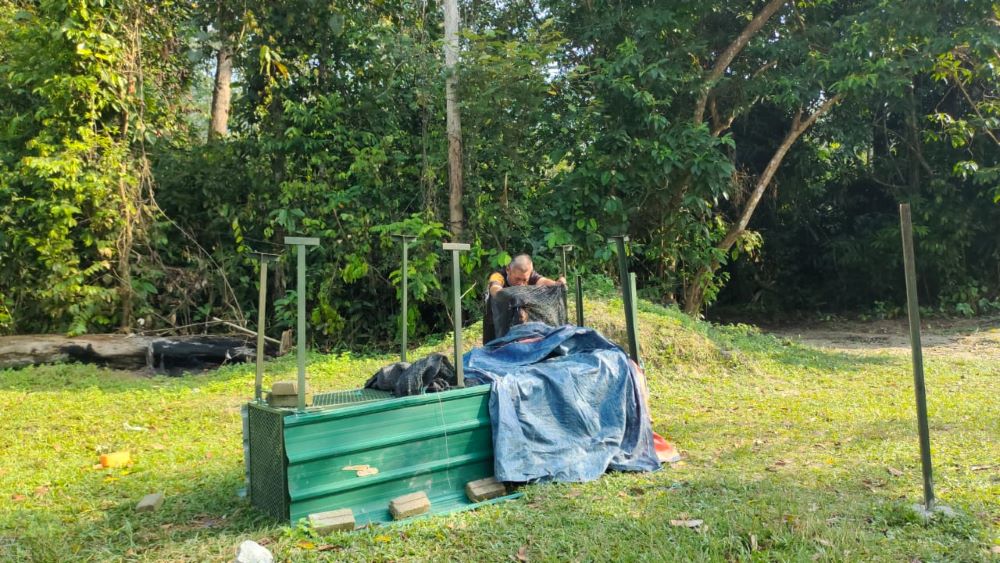 Jika ada dua tanda ini, kemungkinan 'Pak Belang' ada berhampiran kawasan anda