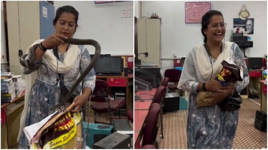 Wanita berani tangkap ular di pejabat