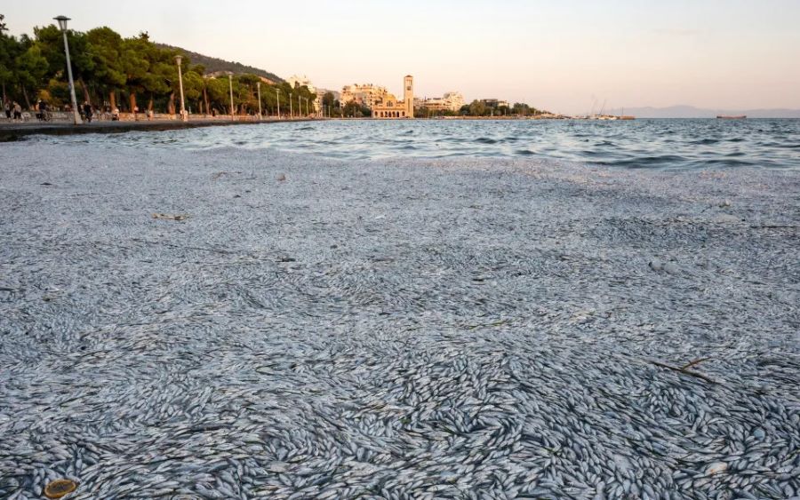 Berjuta-juta ikan terdampar di pantai