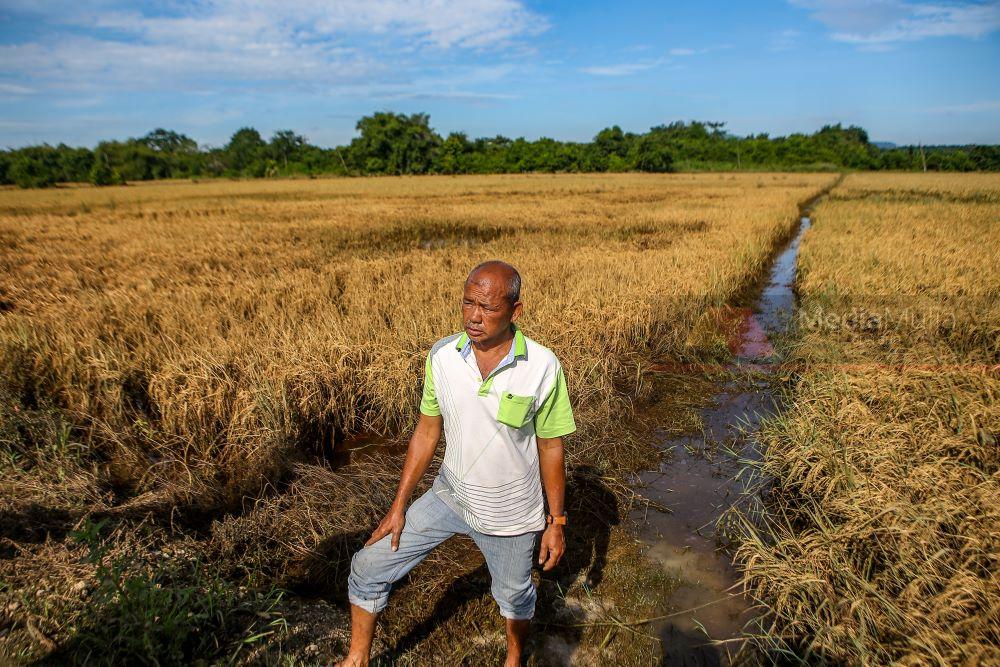 Duit pesawah jadi hitam