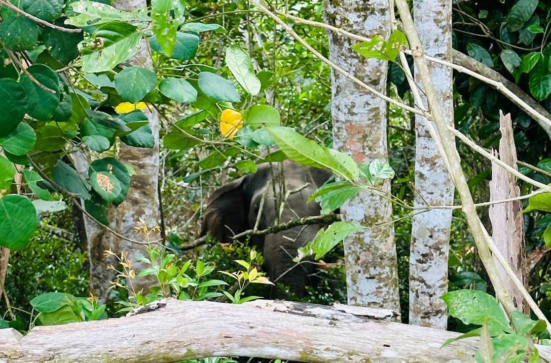 GAJAH yang dipercayai menyerang dua penduduk