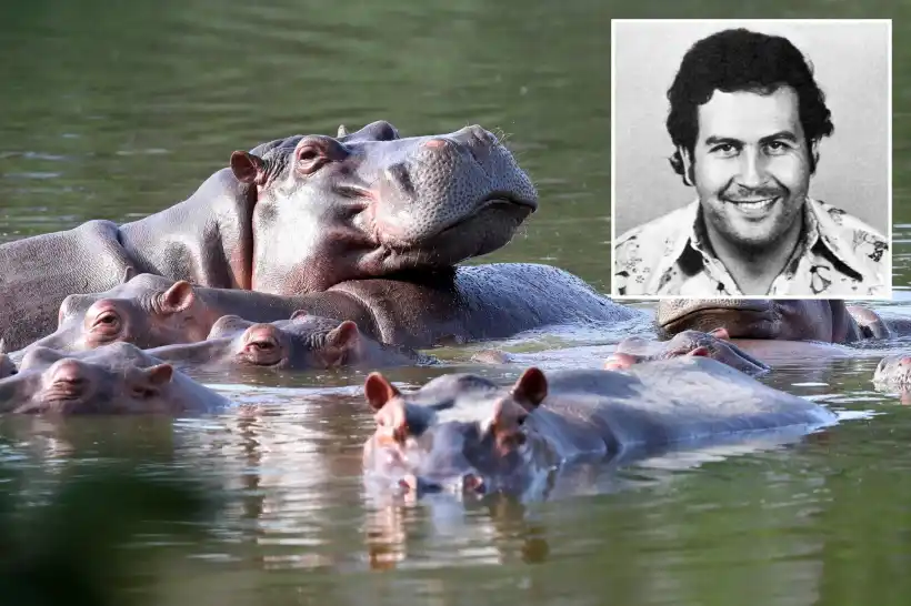 badak escobar