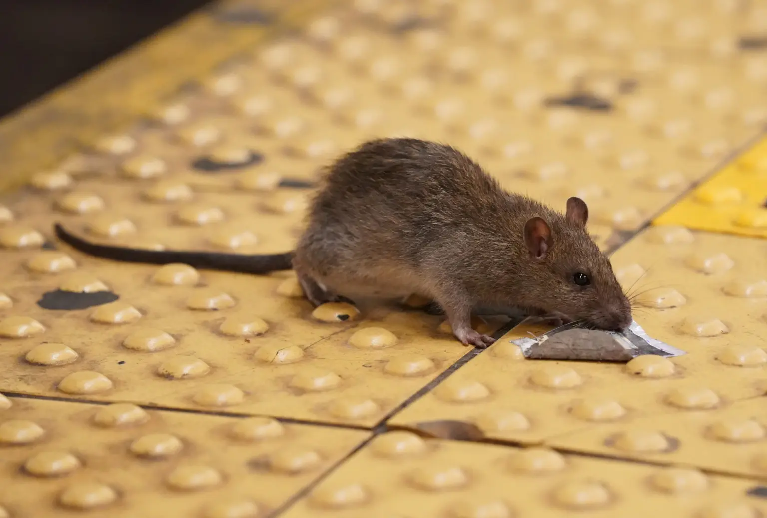 tikus new york