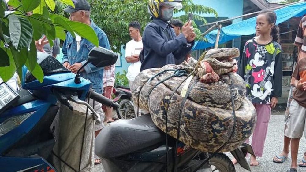 Geli ular111