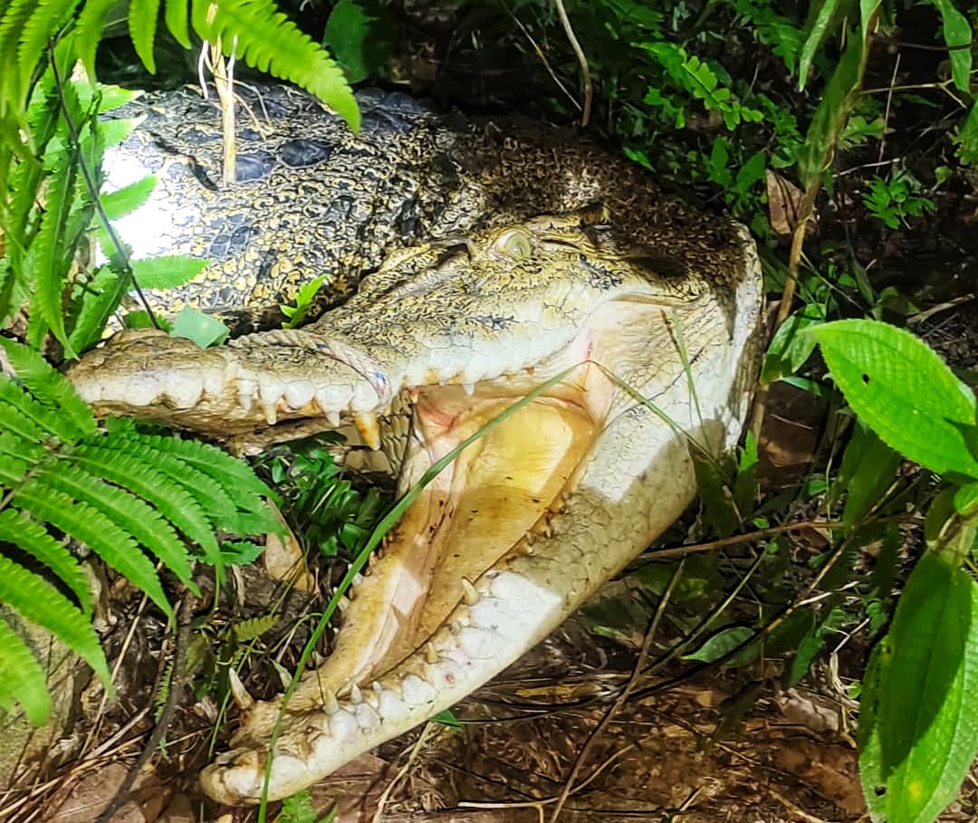 Seekor buaya tembaga