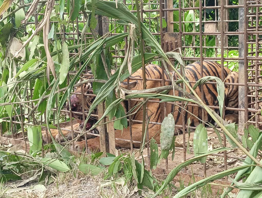 Seekor harimau belang masuk perangkap yang dipasang Perhilitan di Hentian Damai Batu 17 dekat Jeli hari ini.