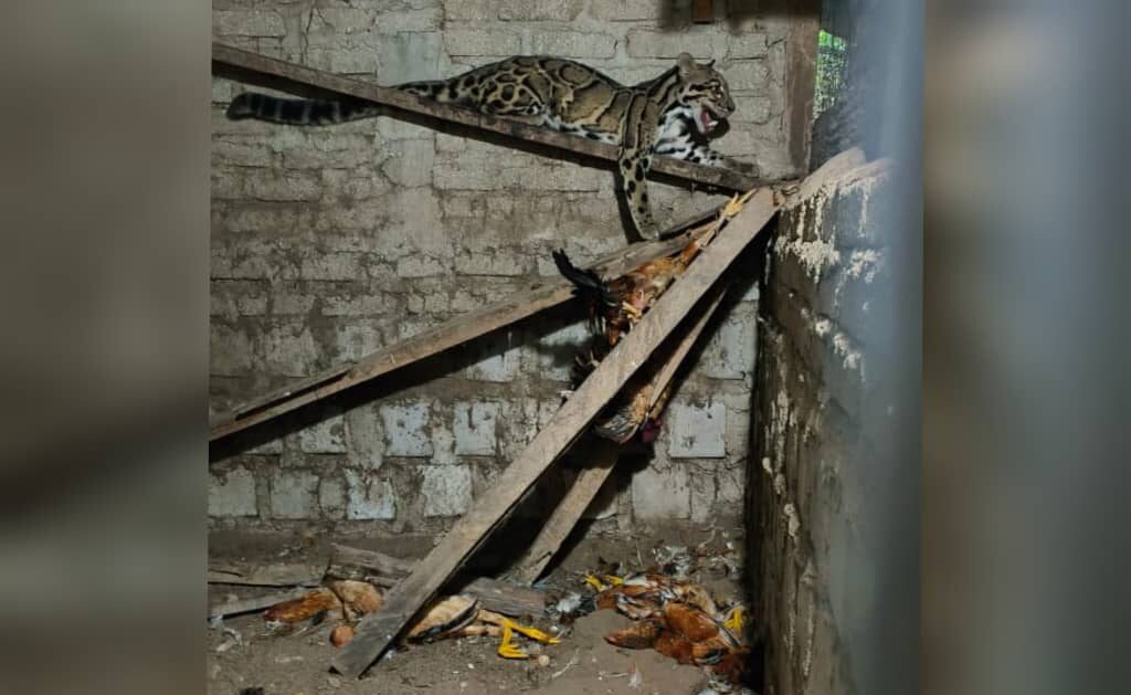Seekor harimau dahan ditemui dalam reban ayam di sebuah rumah di Kampung Gulau Sik awal pagi ini. e1729342763429