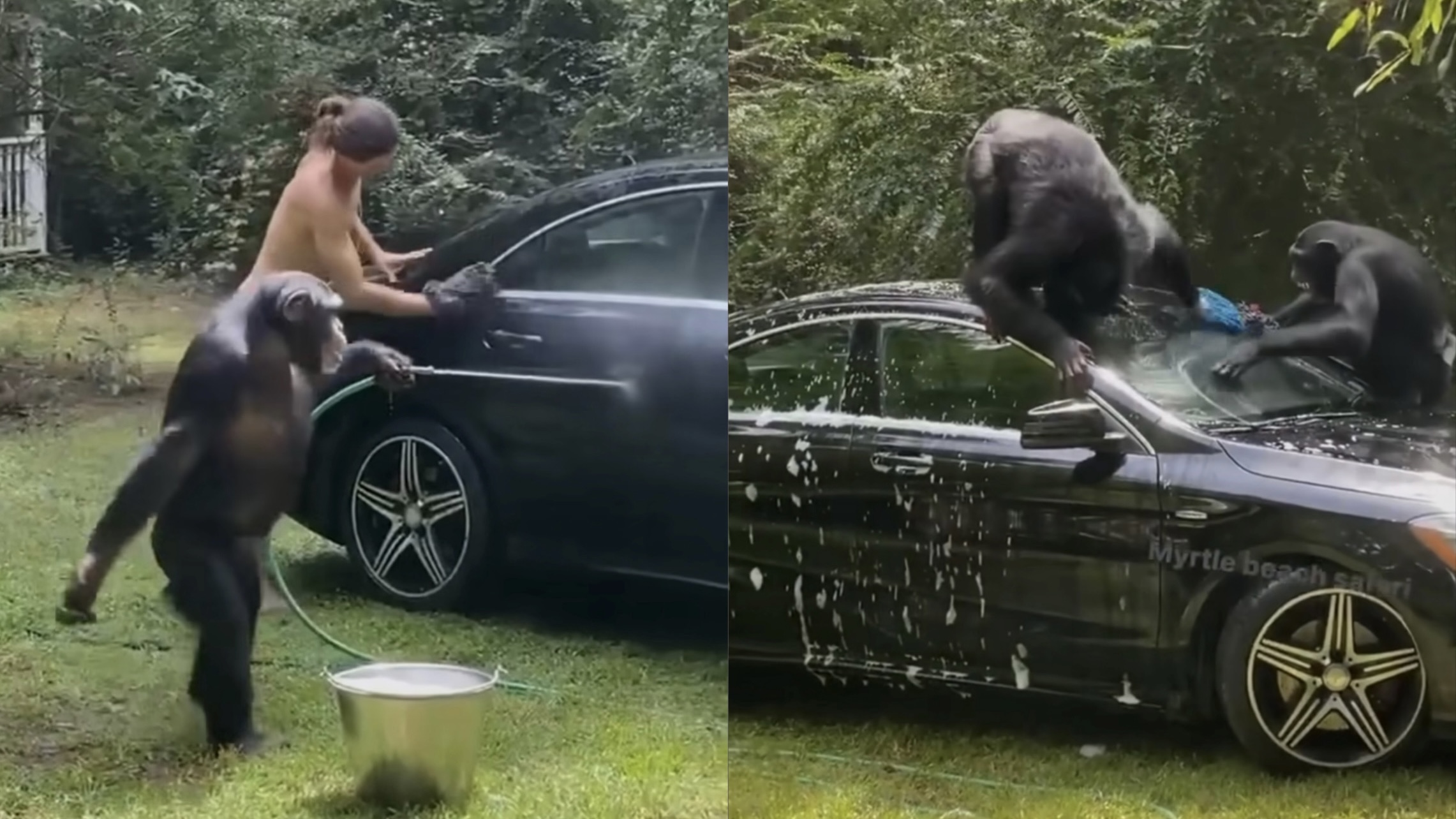 geli chimpanzee