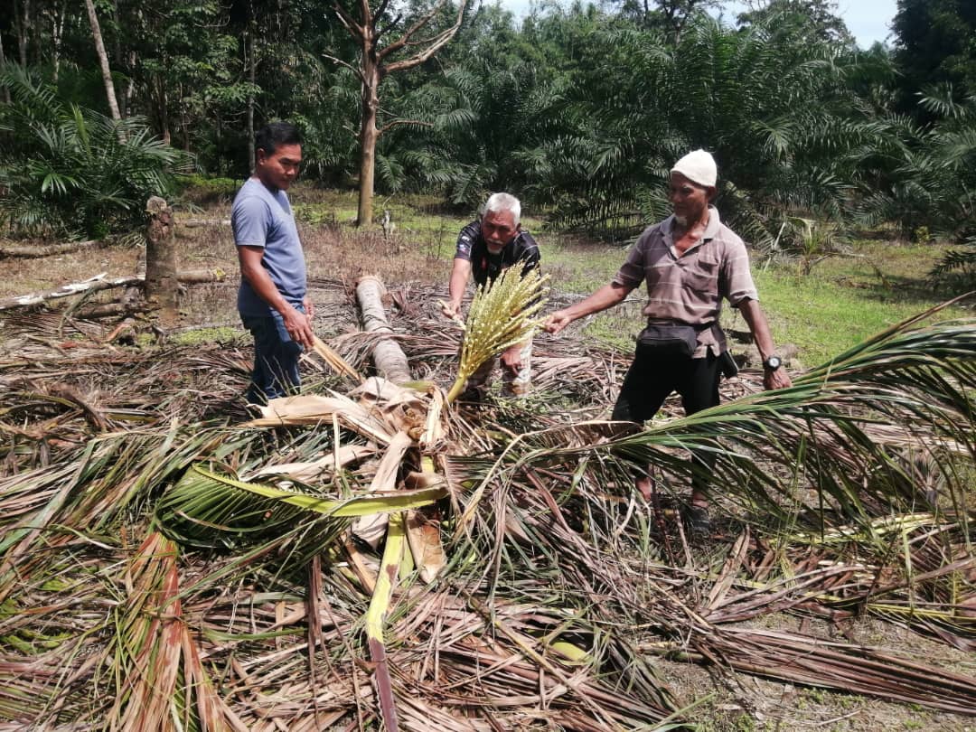 Abang besar mengganas lagi, musnah kebun sawit