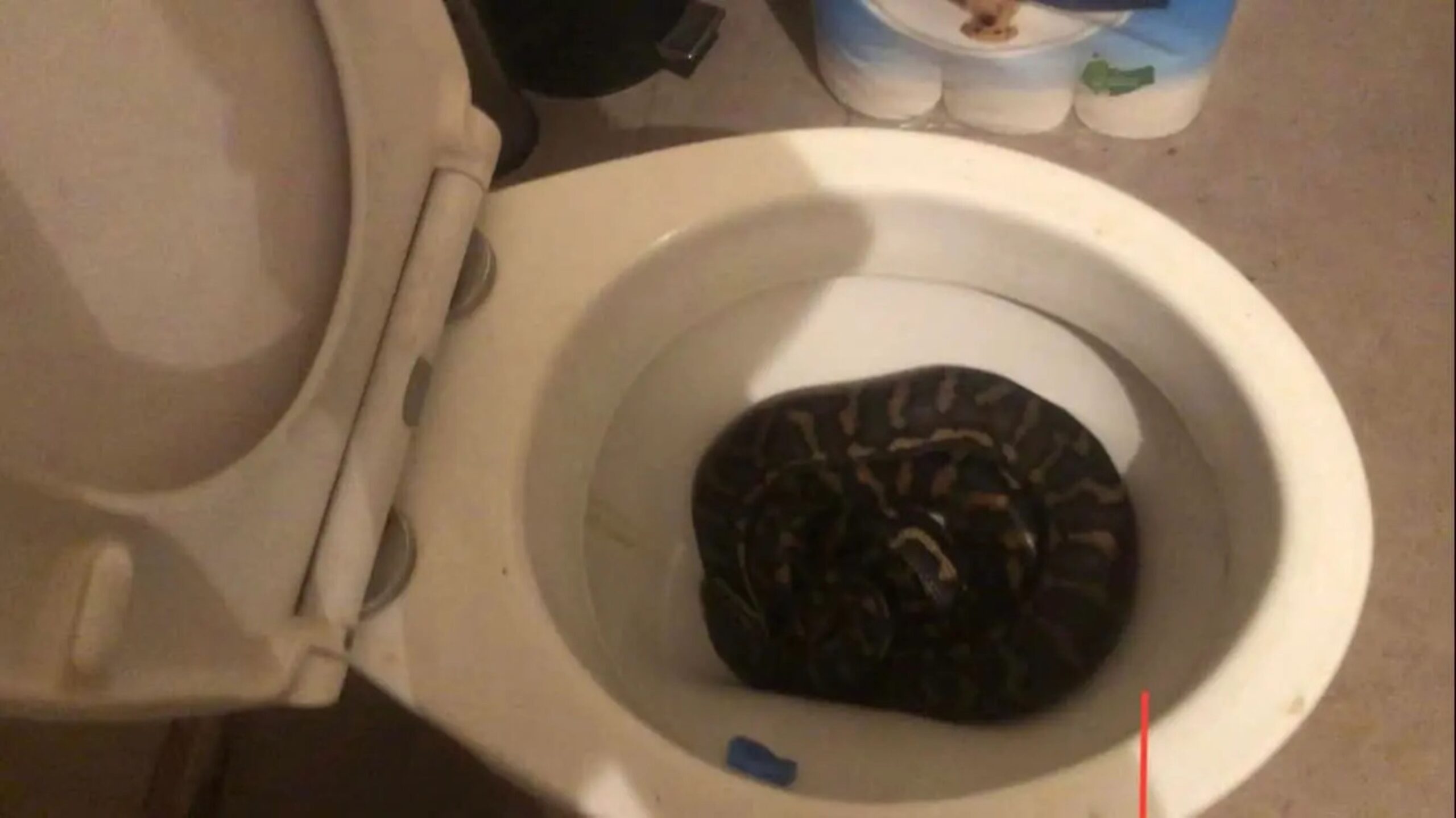 Viral ular scaled