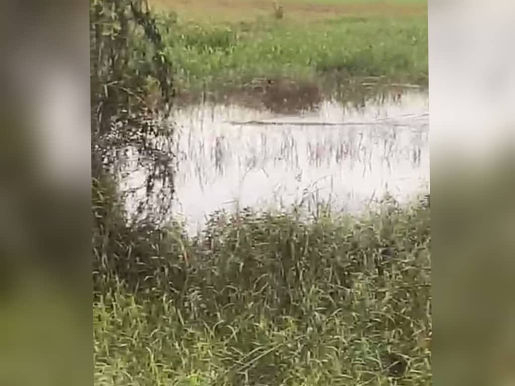 Seekor buaya timbul di permukaan air di kawasan sawah padi di Kampung Nechang Tumpat semalam.