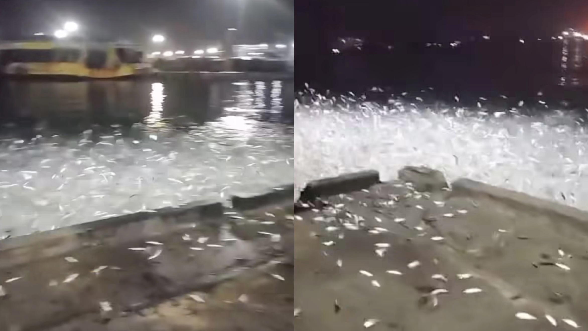 geli ikan