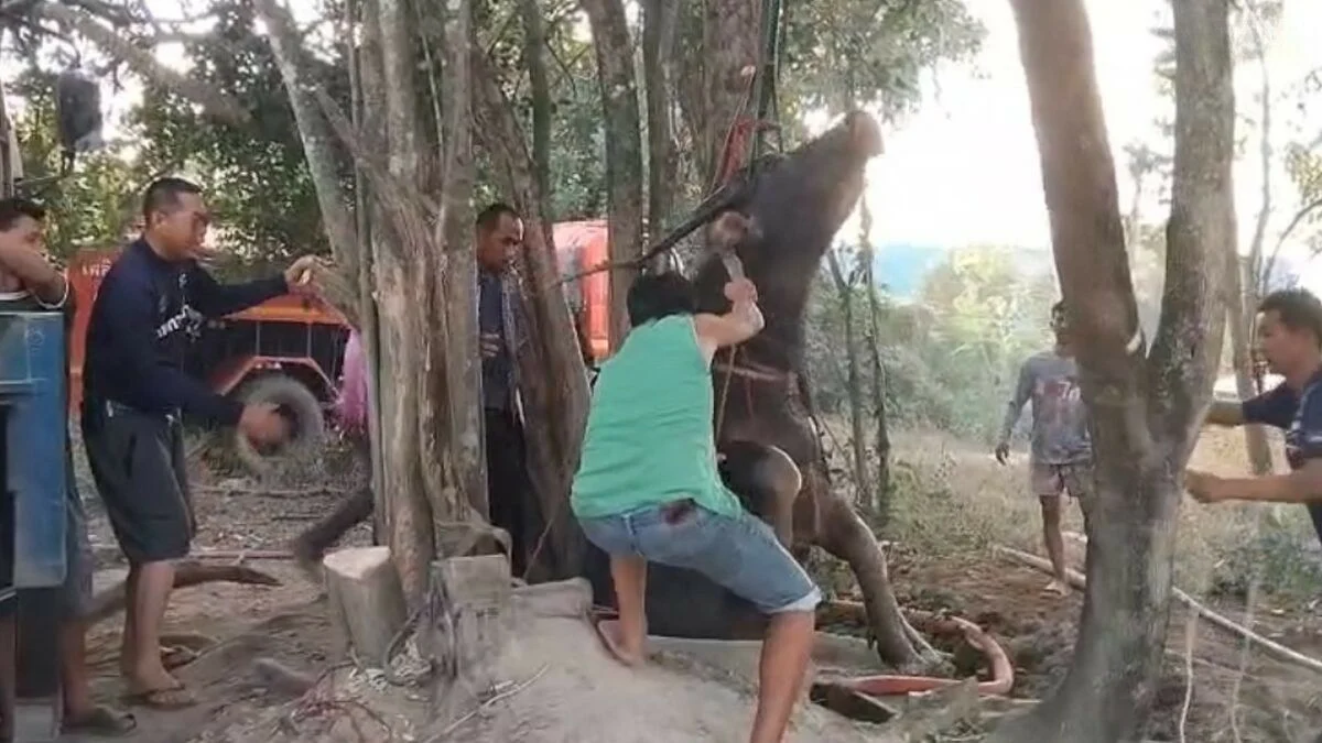 kerbau lubang