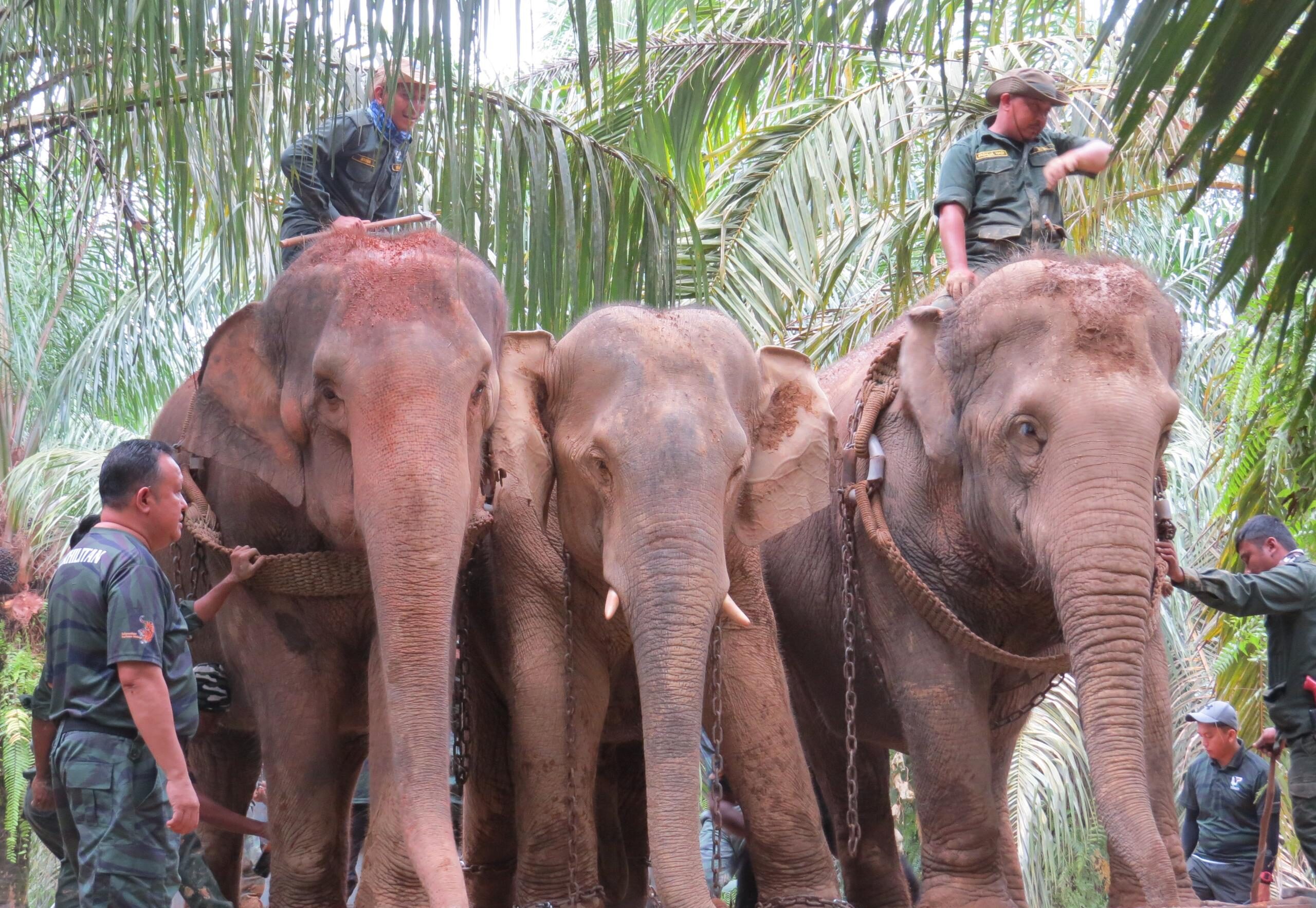 GAJAH PEKEBUN DUA GAJAH e1736584968531