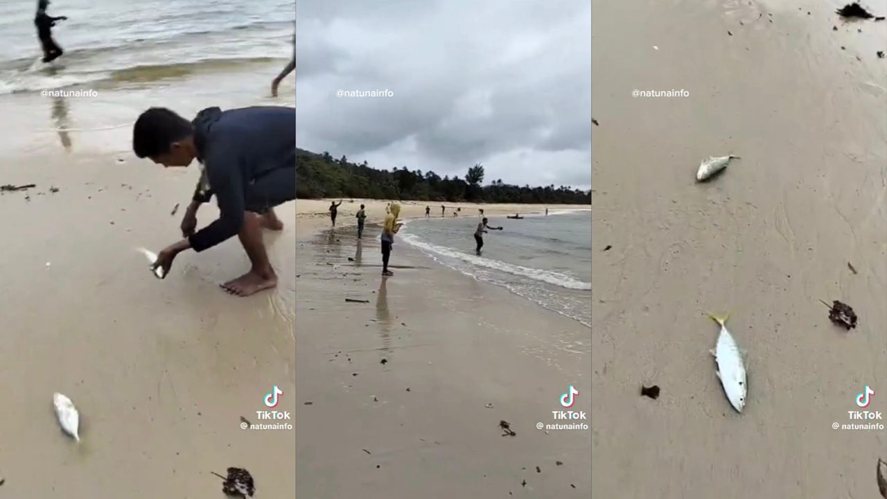geli ikan 2