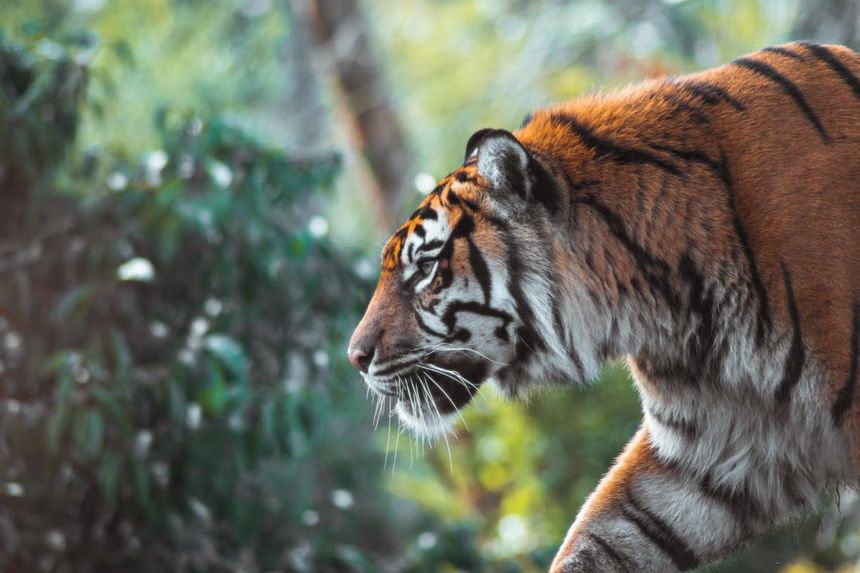geli rimau