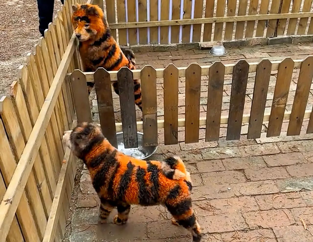 ANGMAU