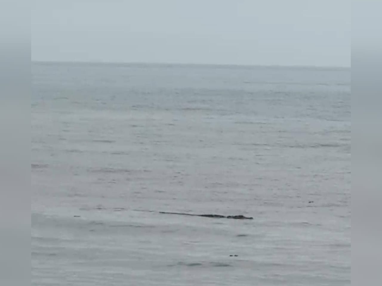 BUAYA PANTAI CERMIN PERHILITAN