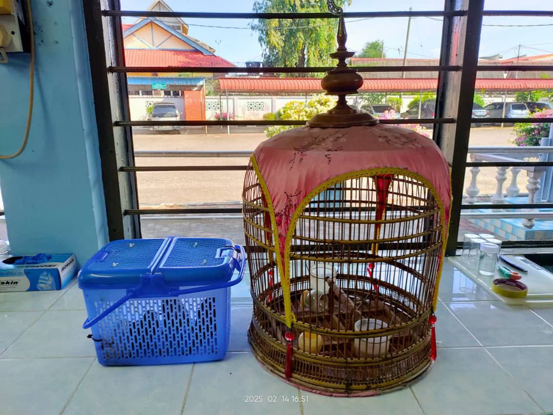 MAQIS BURUNG KETITIR