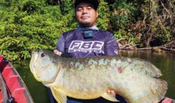 Kenangan legenda kelisa hijau nami yang takkan dilupakan