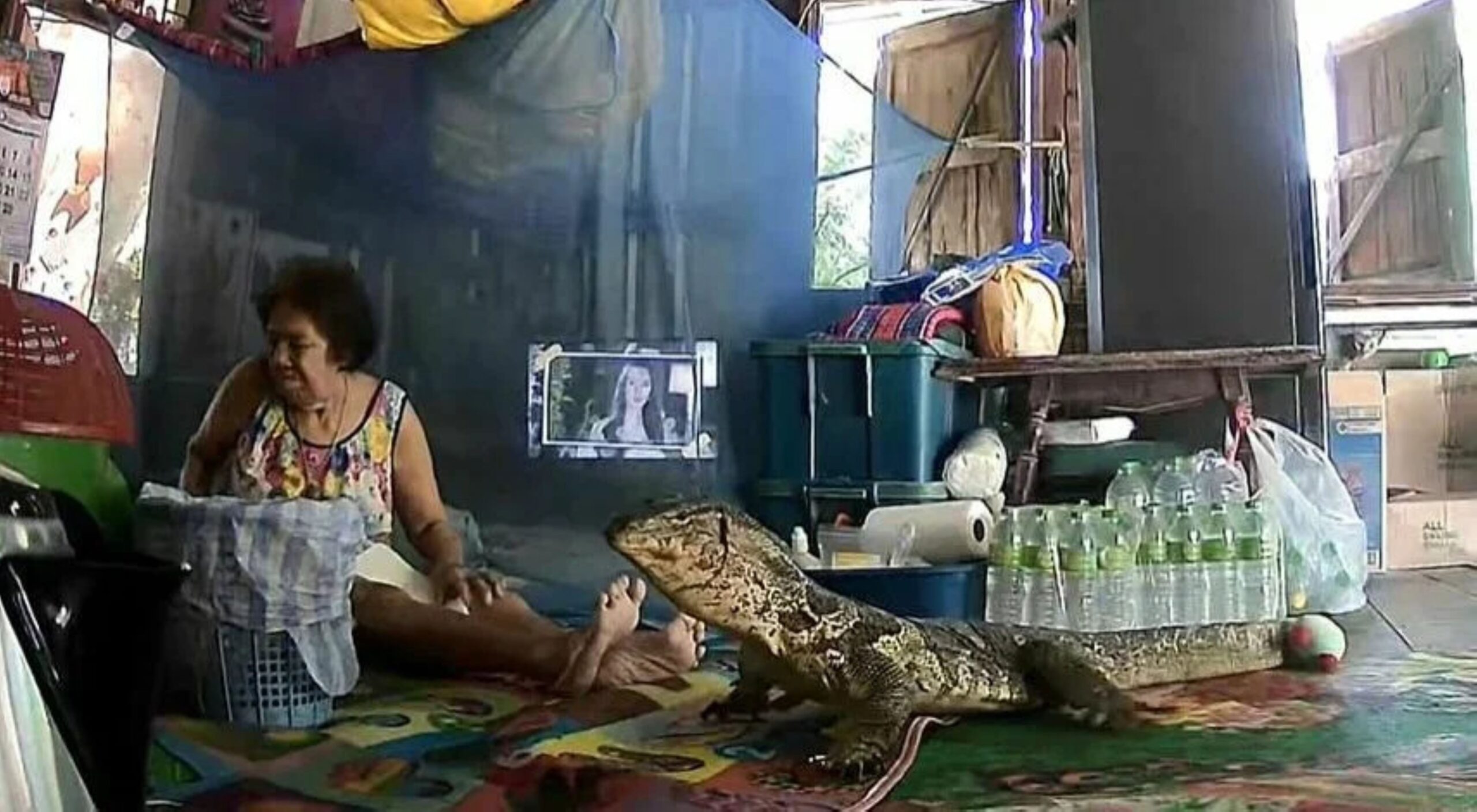 Viral biawak scaled