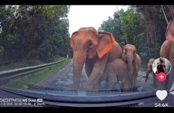 Gajah suka jalan tar untuk panaskan badan