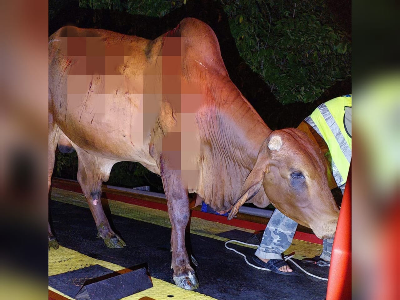 LEMBU SADO KEMALANGAN NAHAS