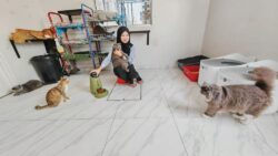 Tuan balik kampung, kucing duduk rumah
