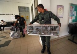 Lelaki kena denda RM50,000 simpan burung dalam paip PVC